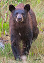 Ursus americanus